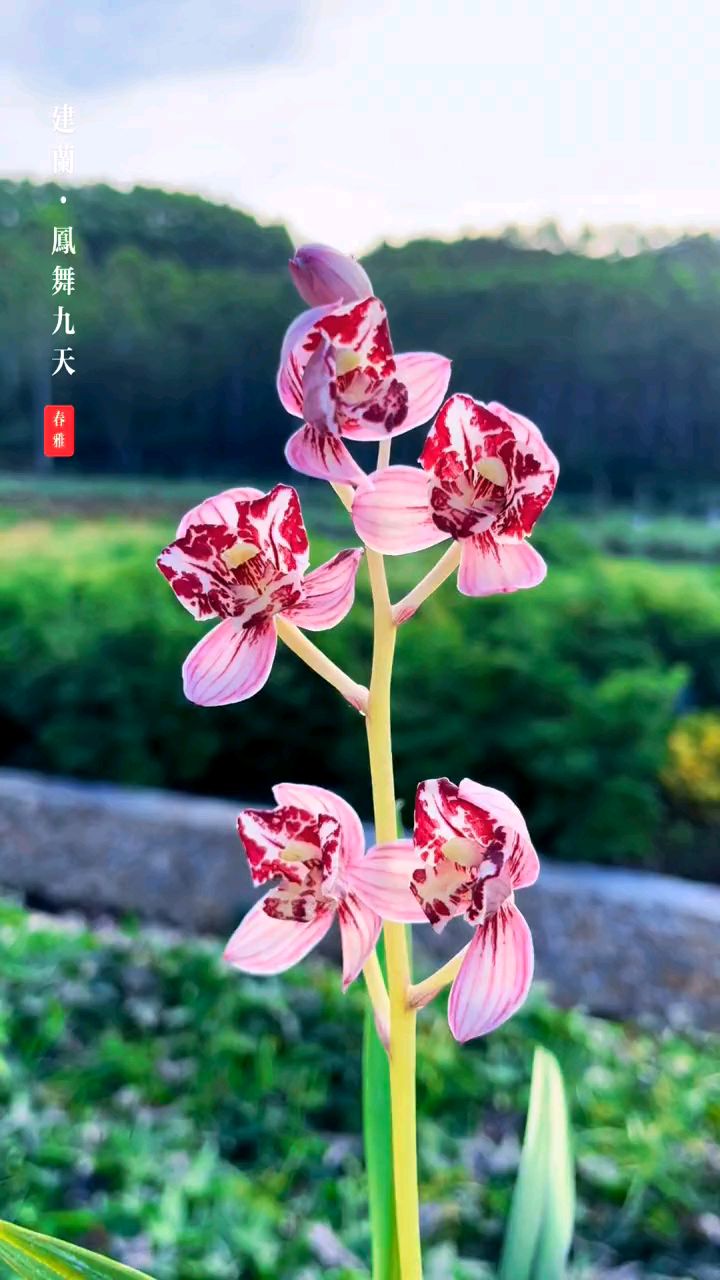 建兰经典品种凤舞九天