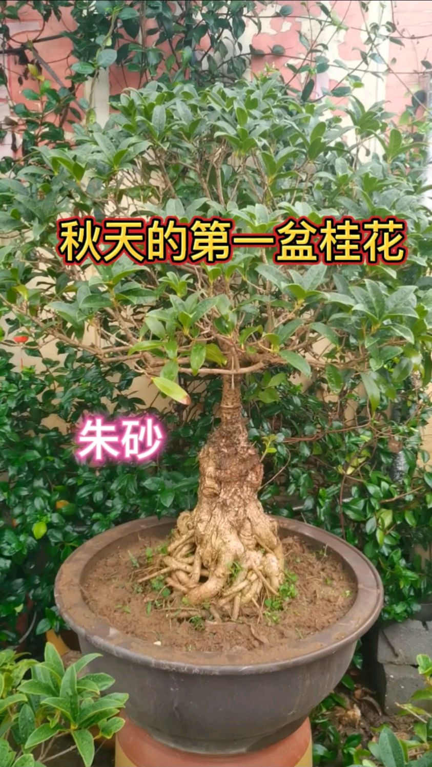秋天的第一盆桂花朱砂
