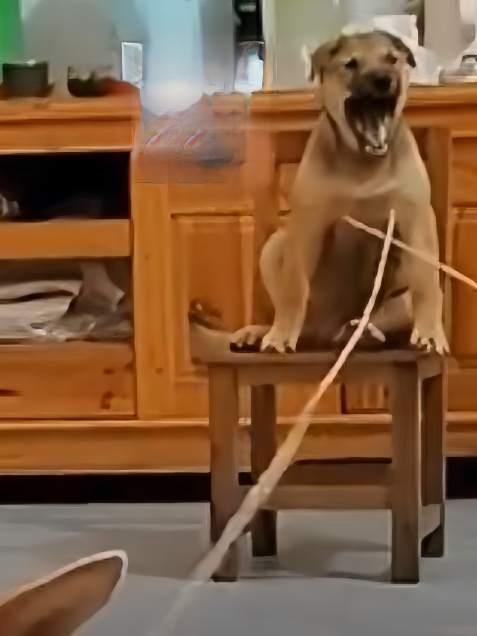 身高不够,板凳来凑.两只狗狗在家里陪小主人跳皮绳.