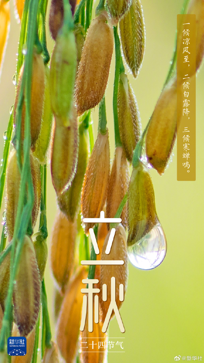 今日立秋