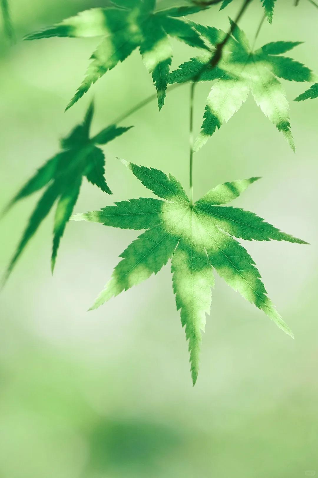 40句夏日美景诗词,清寂闲雅,安贫乐道,悠然自得的心境娓娓而来