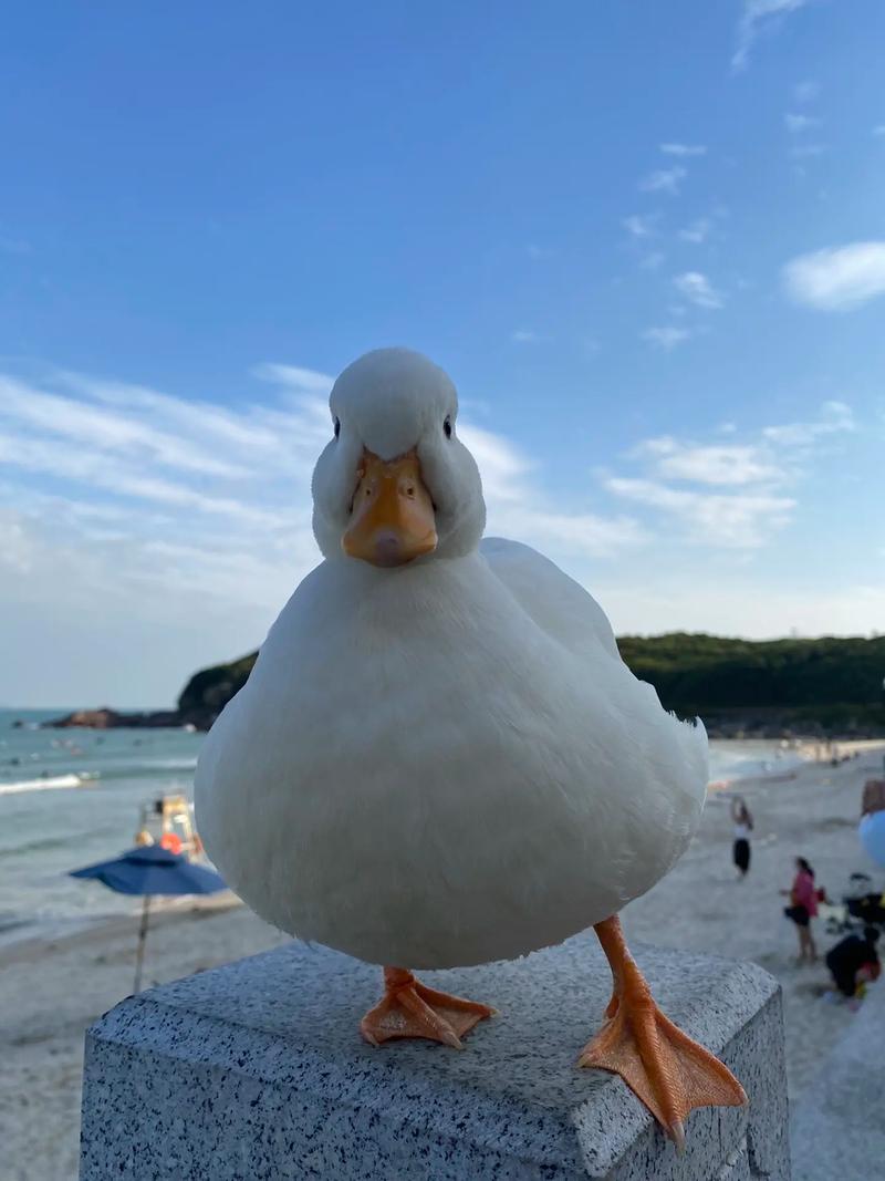 柯尔鸭多少钱一只图片