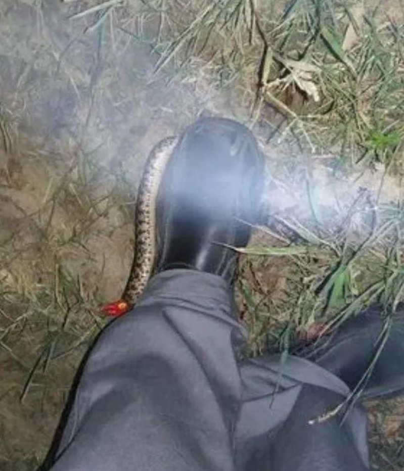 残忍至极!上海钓友户外夜钓遇大蛇,搬起石头就砸引网友热议