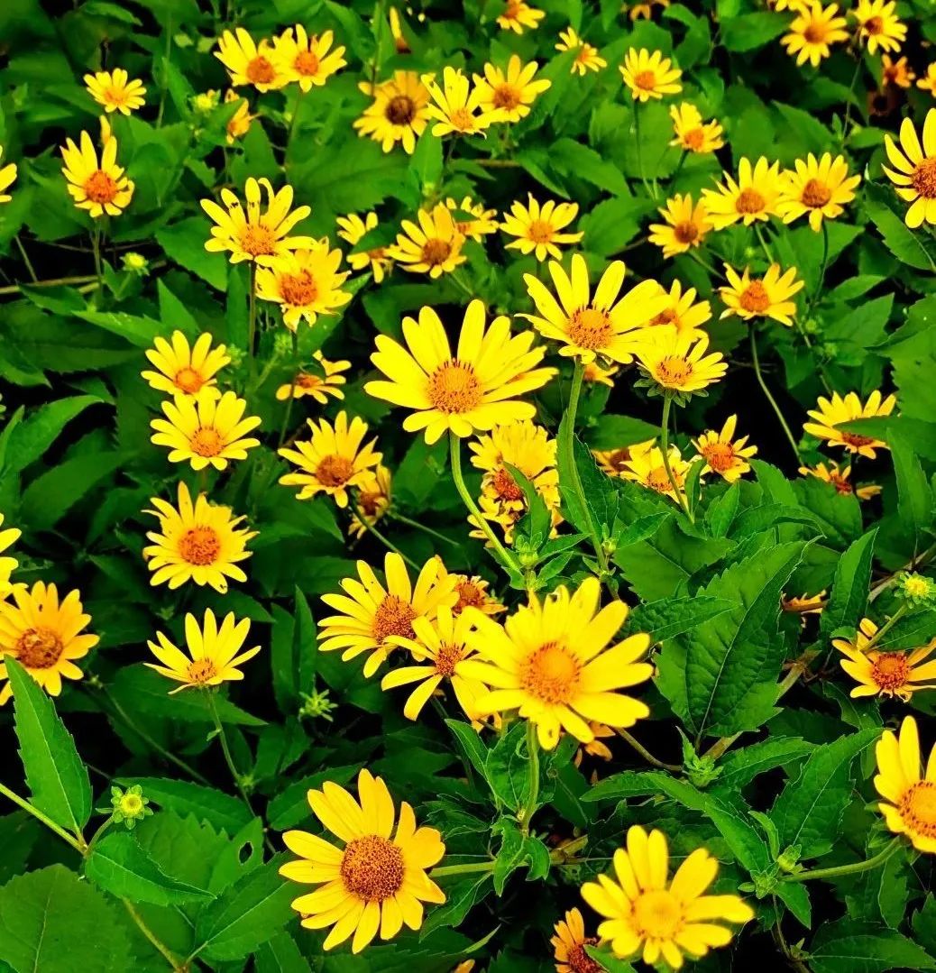 菊芋的功效与作用 baijiahao.baidu.com