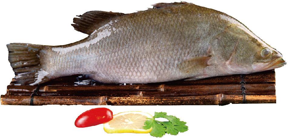 游龙斑(金目鲈鱼):宴席鱼中的低调畅销品