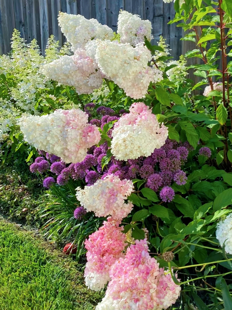 适合在东北农村种的花(适合在东北农村种的花卉有哪些)