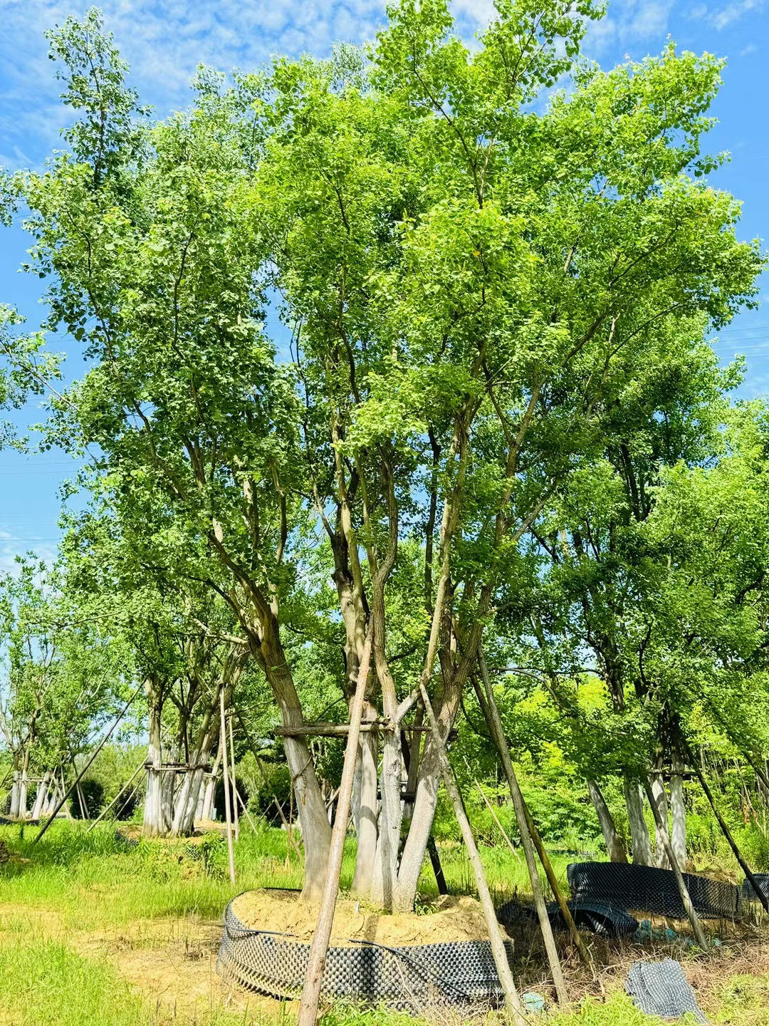 丛生乌桕树价格表图片