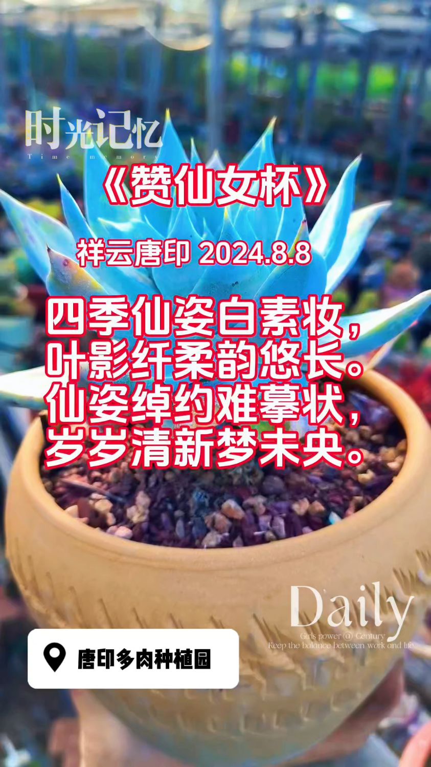 多肉植物仙女杯诗词来一首