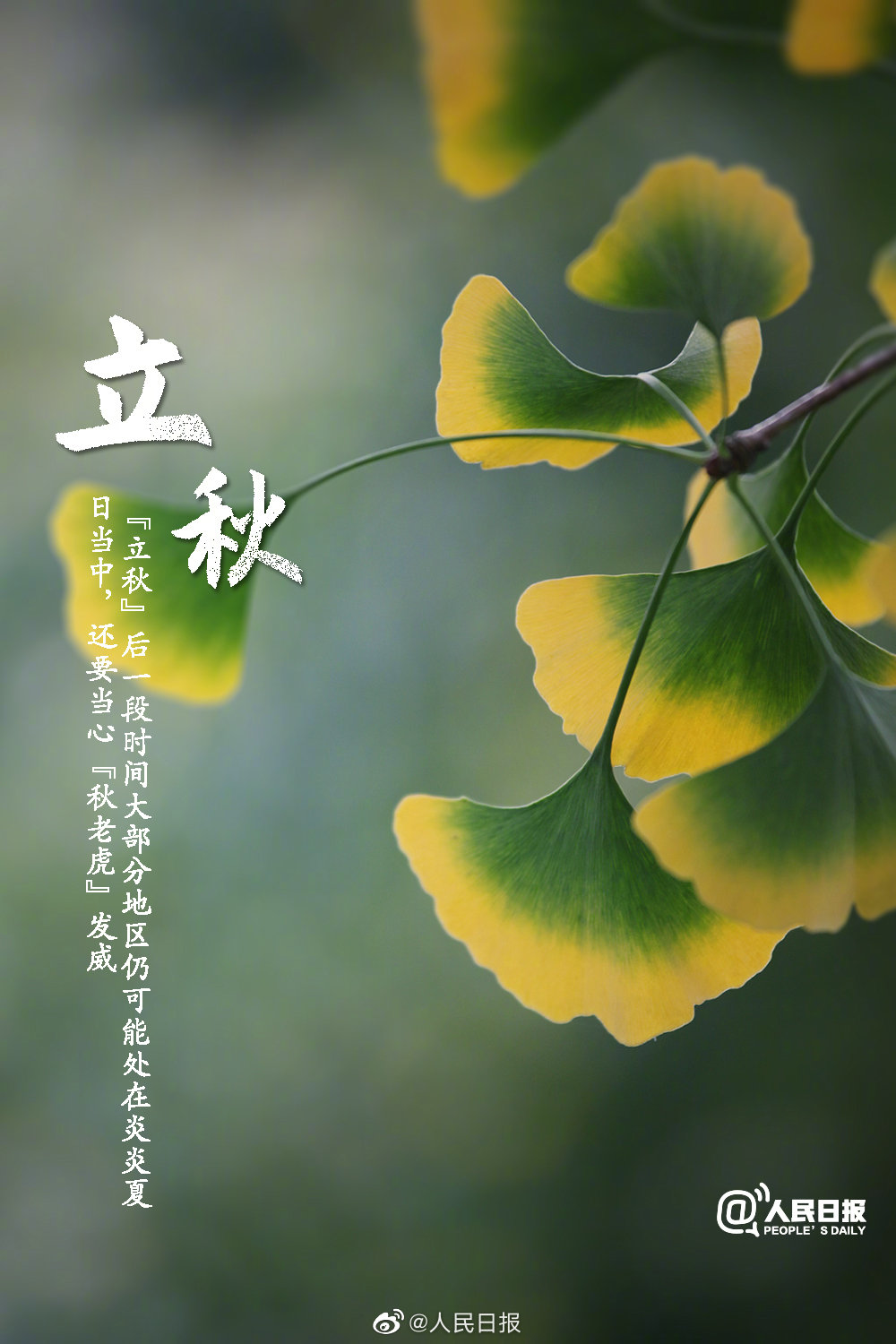 七律  立秋 虽喜迟迟始入秋,却烦暑气未能收.