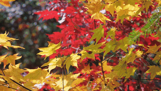 539_305gif 动态图 动图