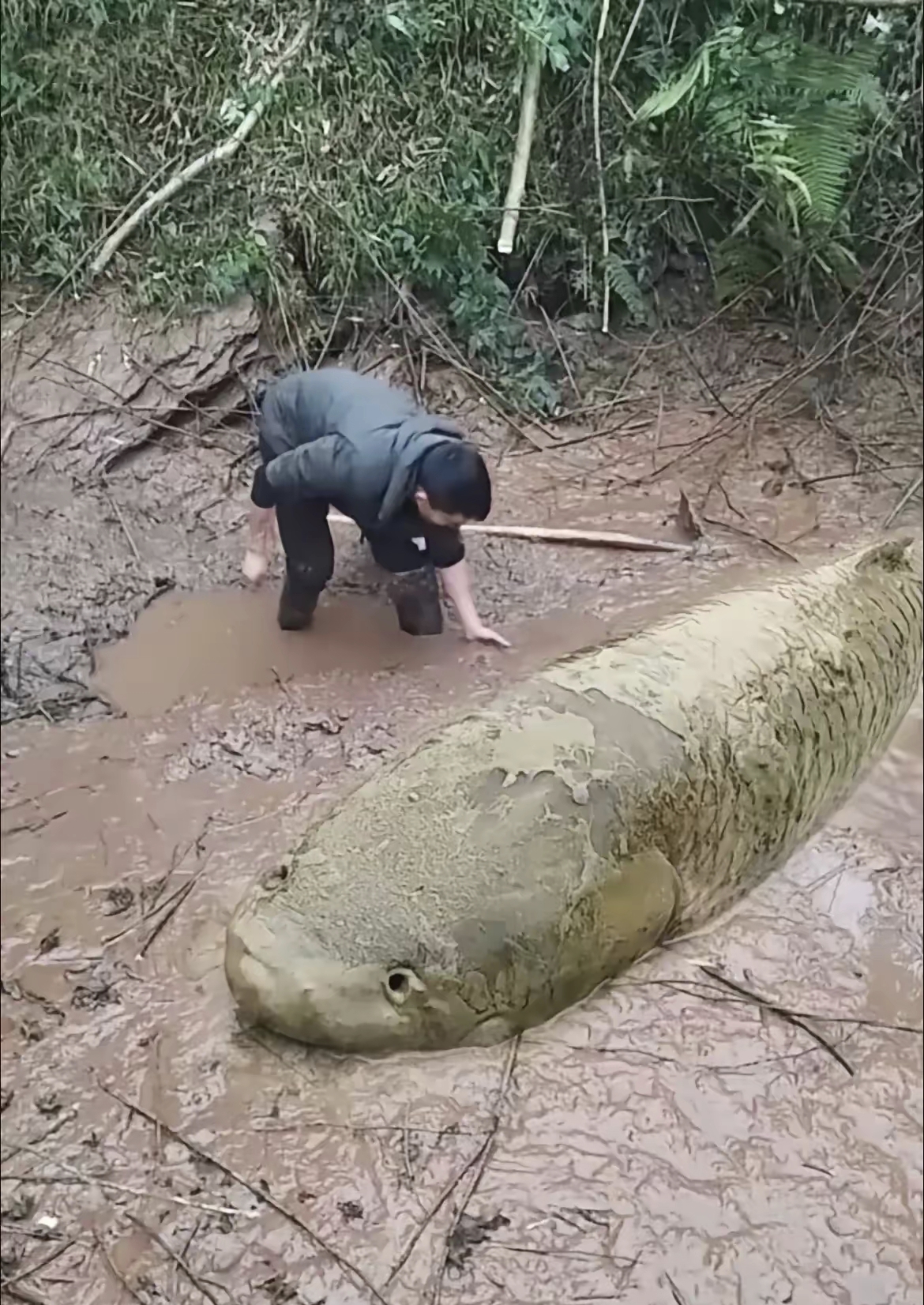 大通河鱼类图片