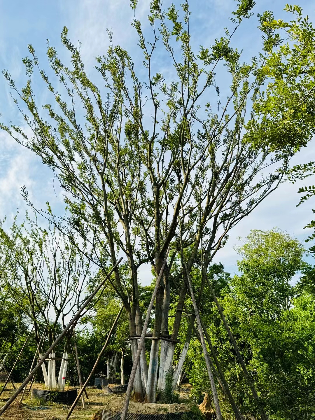 丛生朴树10米一12米高度80一120公分