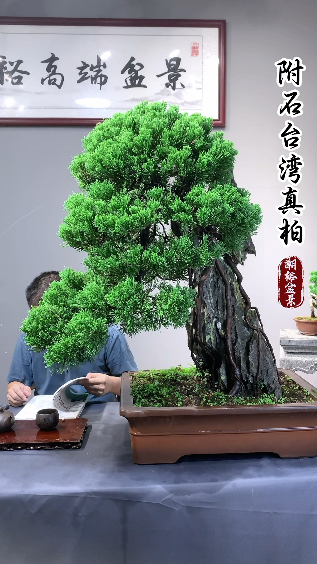 千年松,万年柏,万古长青之台湾真柏盆景 #潮裕高端盆景