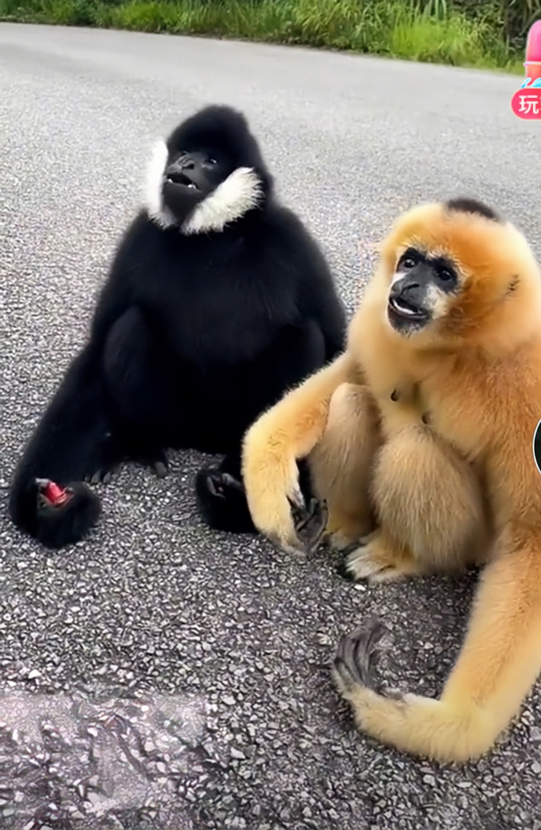 在这峁密的森林深处,我发现了一个奇异的身影.这是什么动物呀?