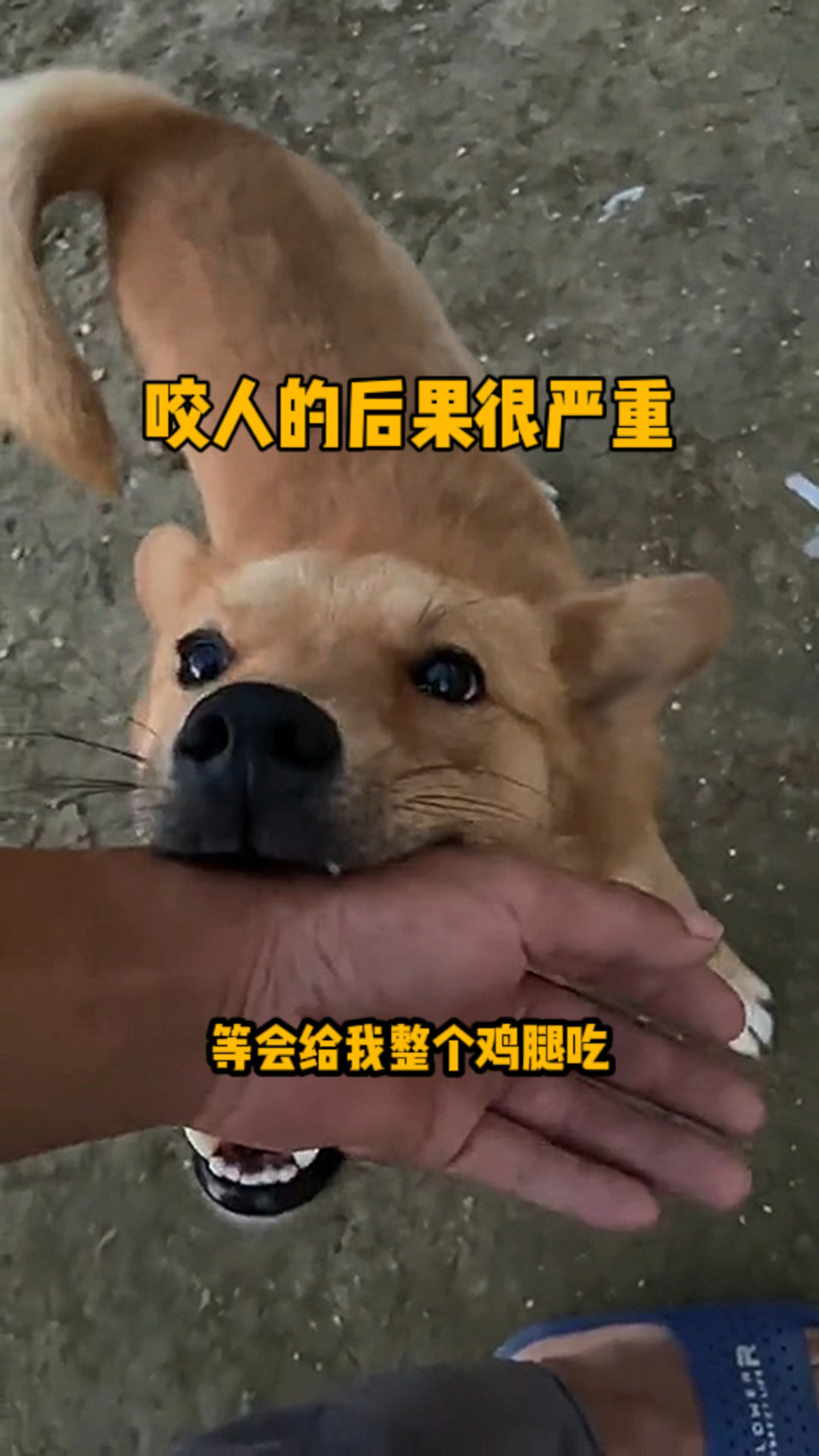 咬人的后果很严重