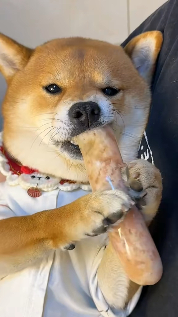 专心吃烤肠的柴犬怎么那么可爱