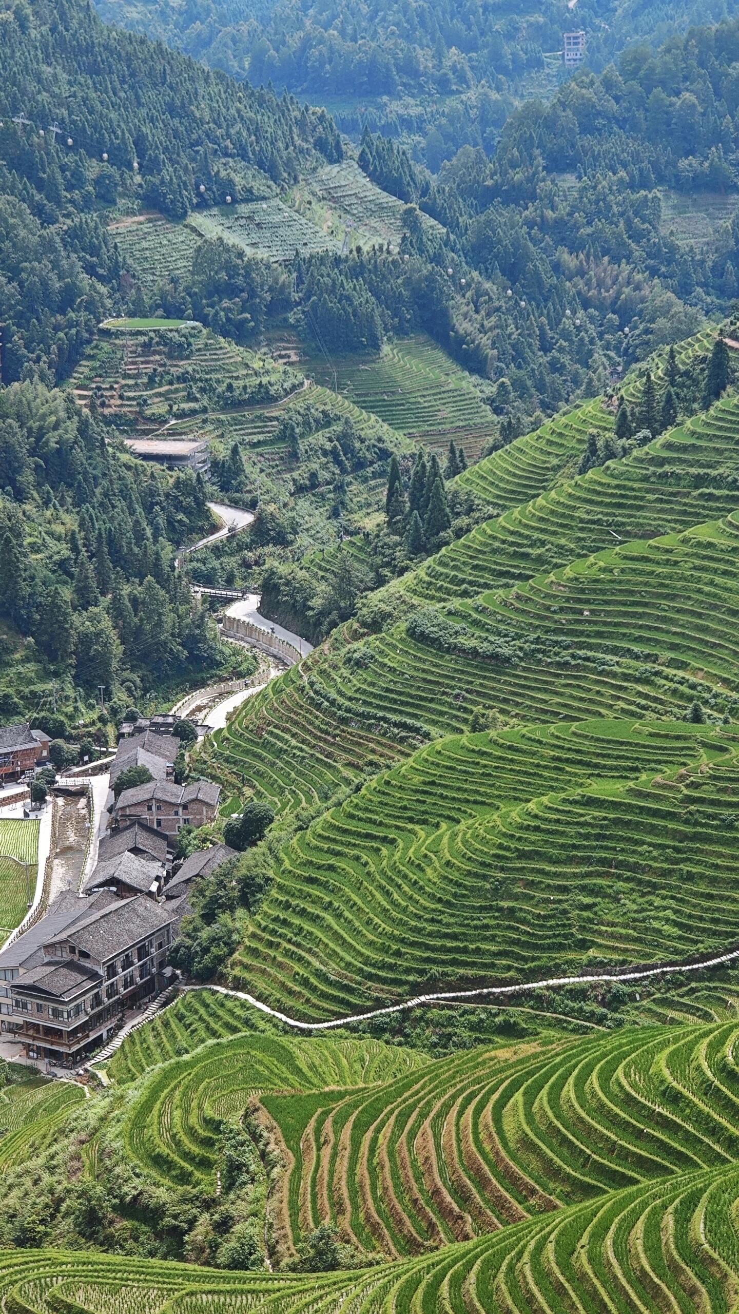 广西龙脊梯田,抹茶千层真是好看呢