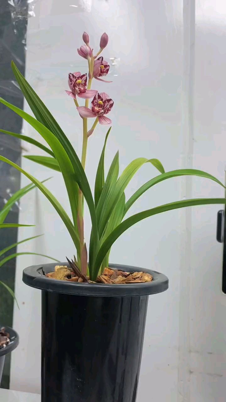 建兰经典品种凤舞九天