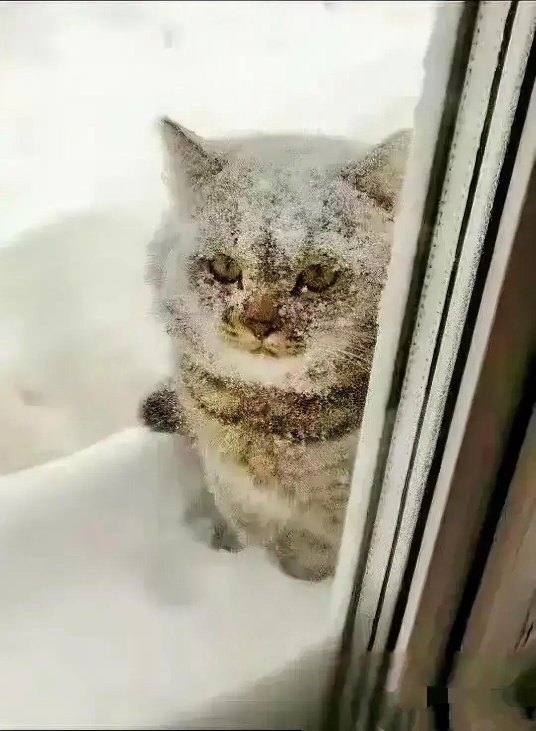 家里的猫咪,是我去年冬天收养的流浪猫.