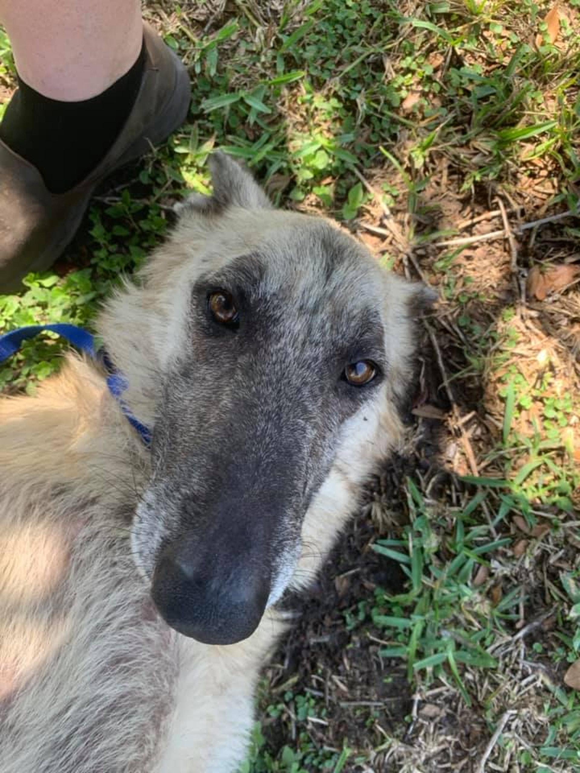 这只营养不良的狗狗经常叼着饭盆,却并不想吃饭,这是为何?