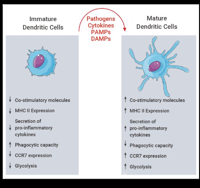 认识免疫:常见的免疫细胞+免疫分子|MedChemExpress (MCE)