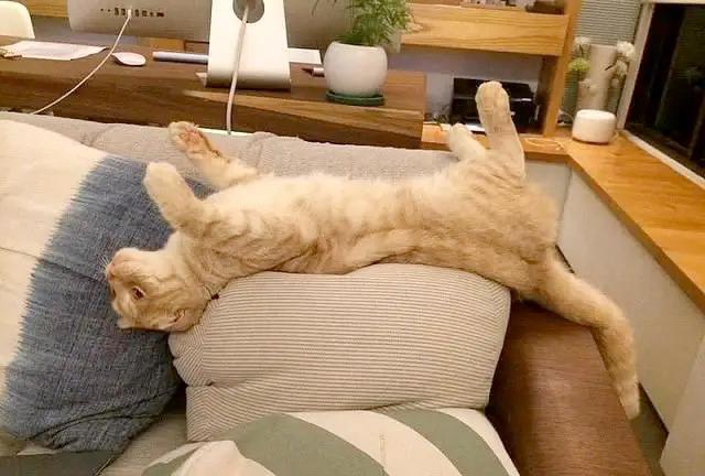 养宠知识:猫咪总喜欢"四脚朝天"的睡姿,什么原因?