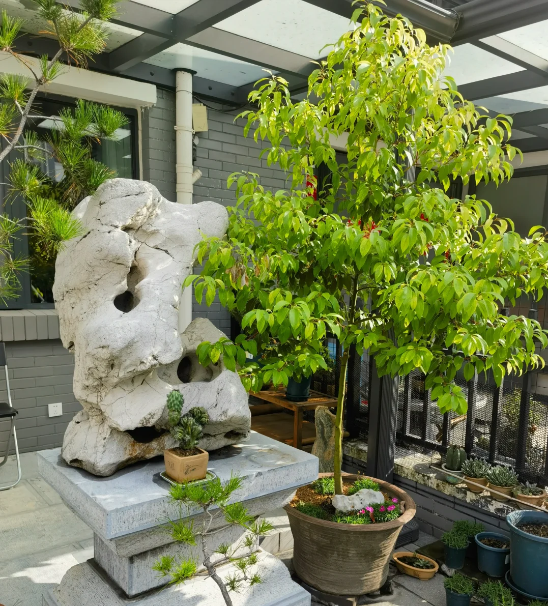 俗话说"阴树不能进阳宅",别在院子里栽这5种树,都是有道理的