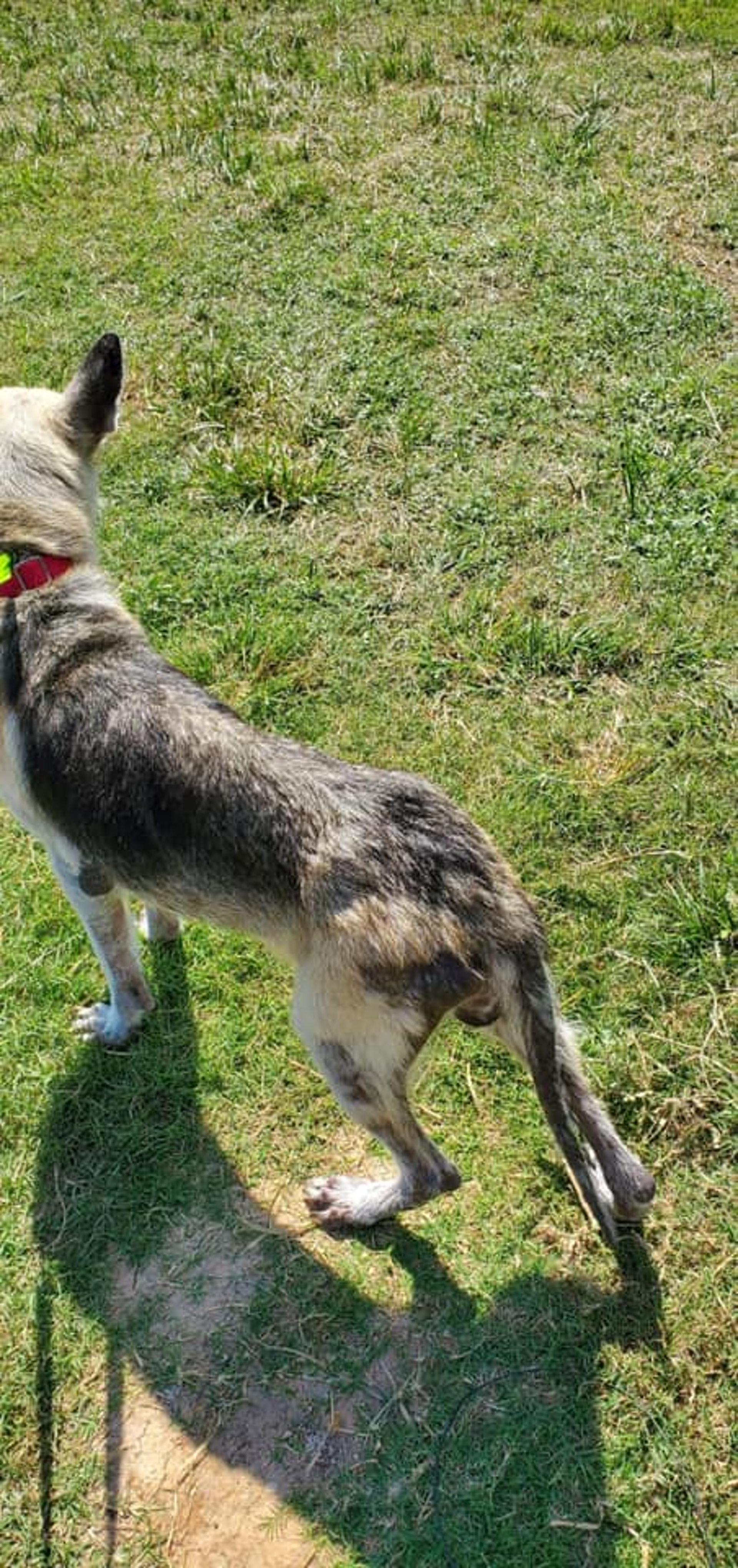 这只营养不良的狗狗经常叼着饭盆,却并不想吃饭,这是为何?