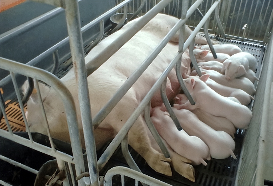 母猪乳房炎怎么快速治疗?