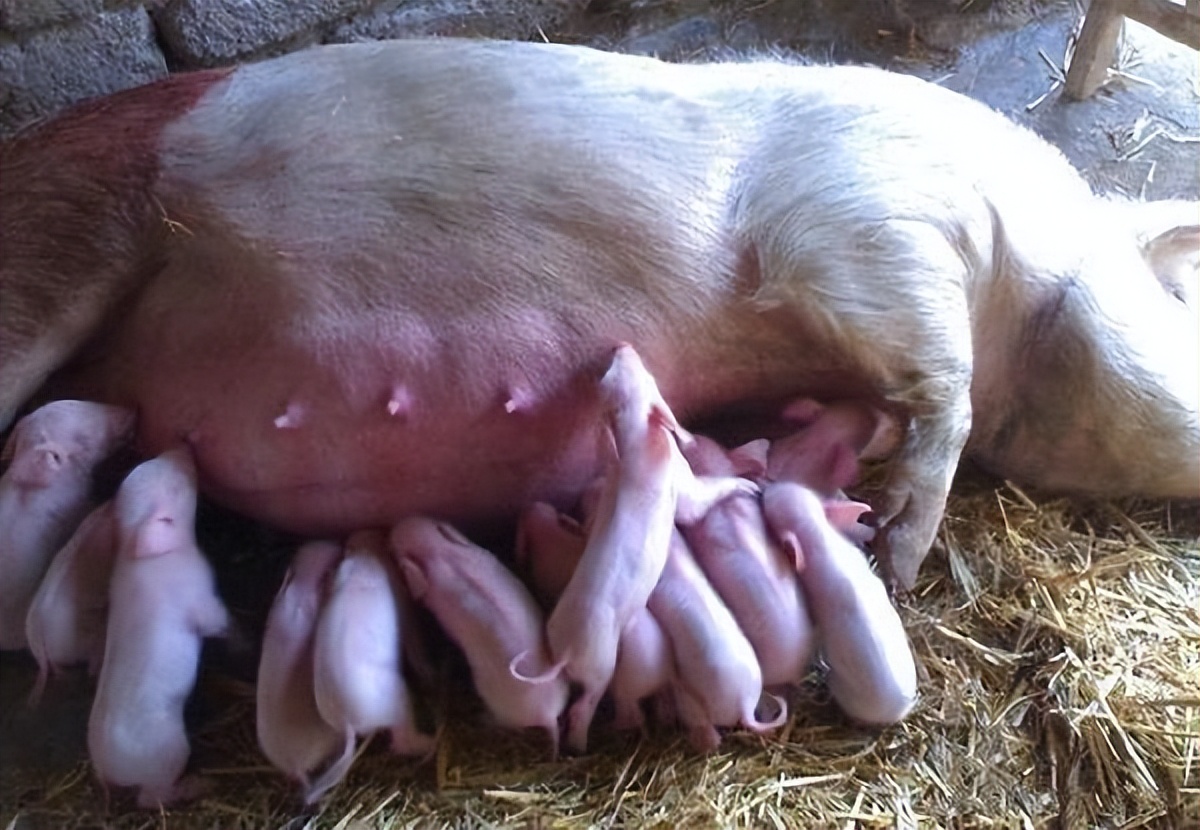 母猪乳房炎怎么快速治疗?