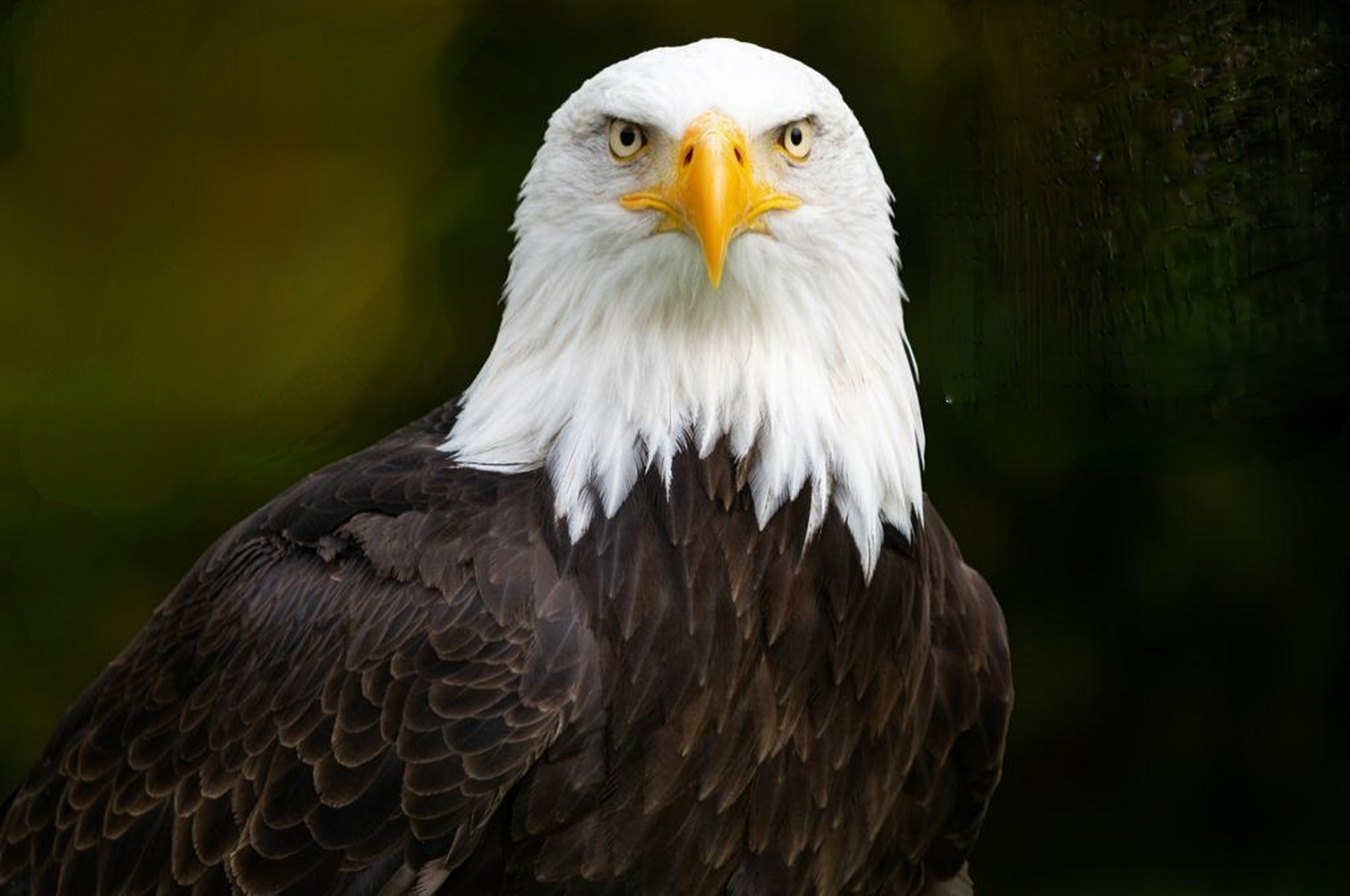 早在1782年,白头海雕被刻上美国国徽,随后被普遍认为是美国国鸟