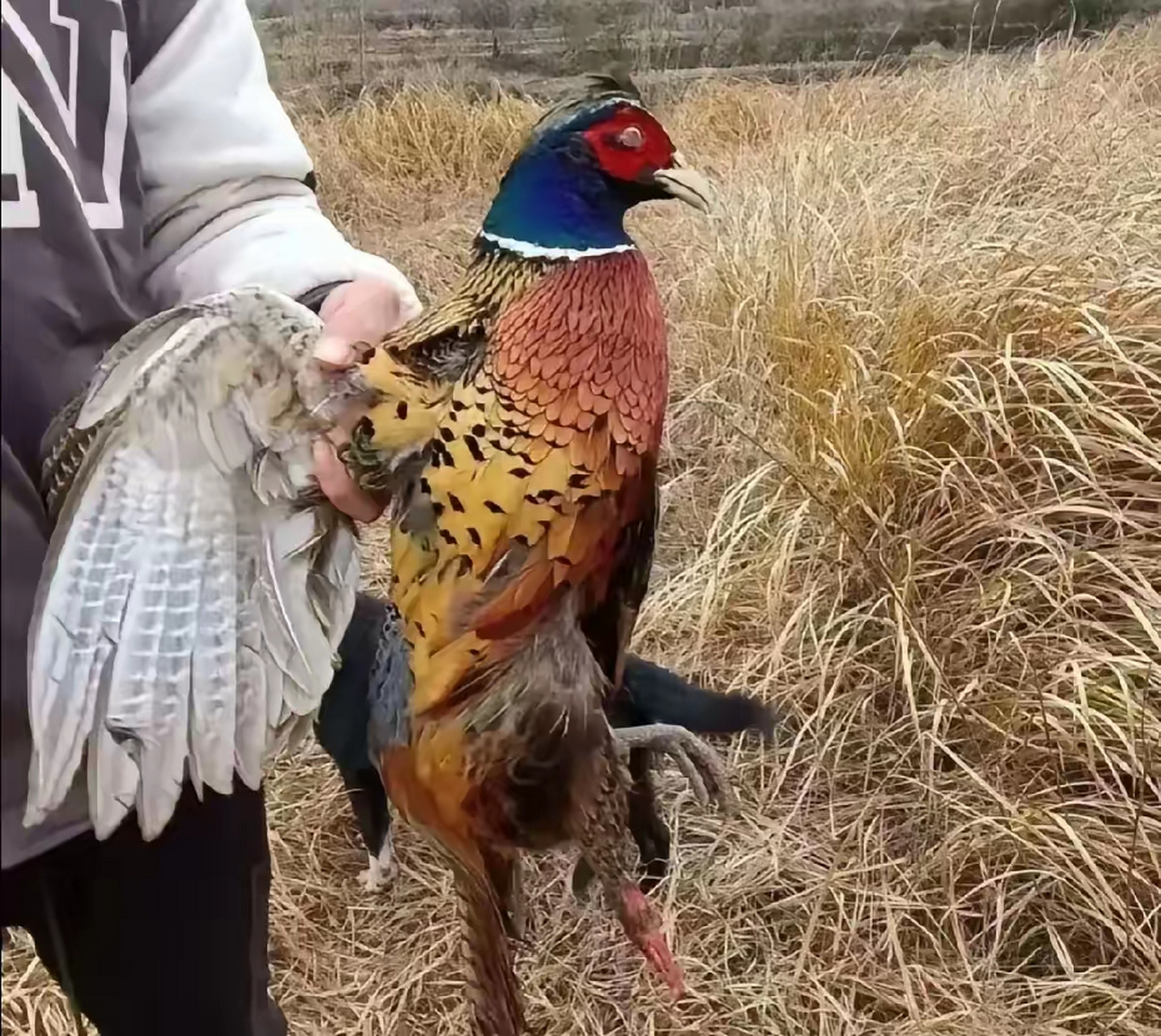 野山鸡是几级保护动物图片