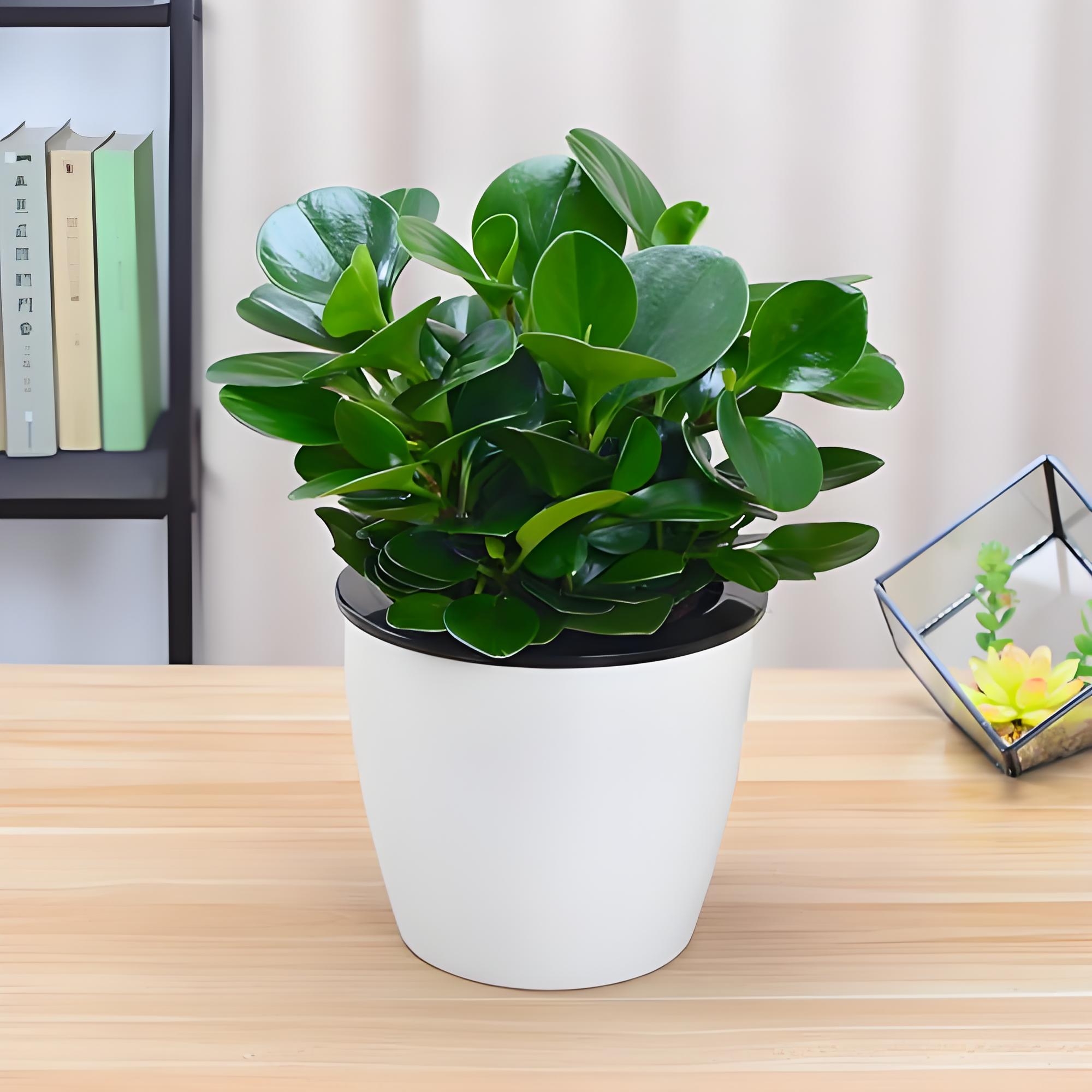 看看这一盆盆漂亮的豆瓣绿,不管是放在阳台,还是办公