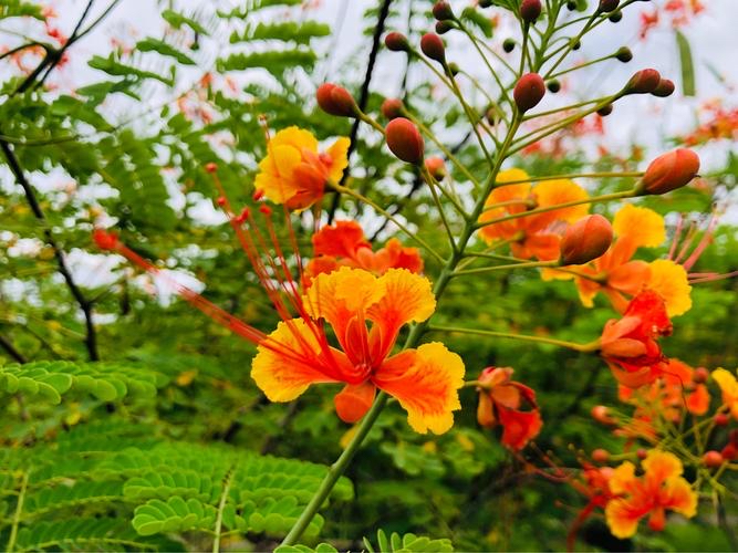 花朵宛如飞舞的蝴蝶