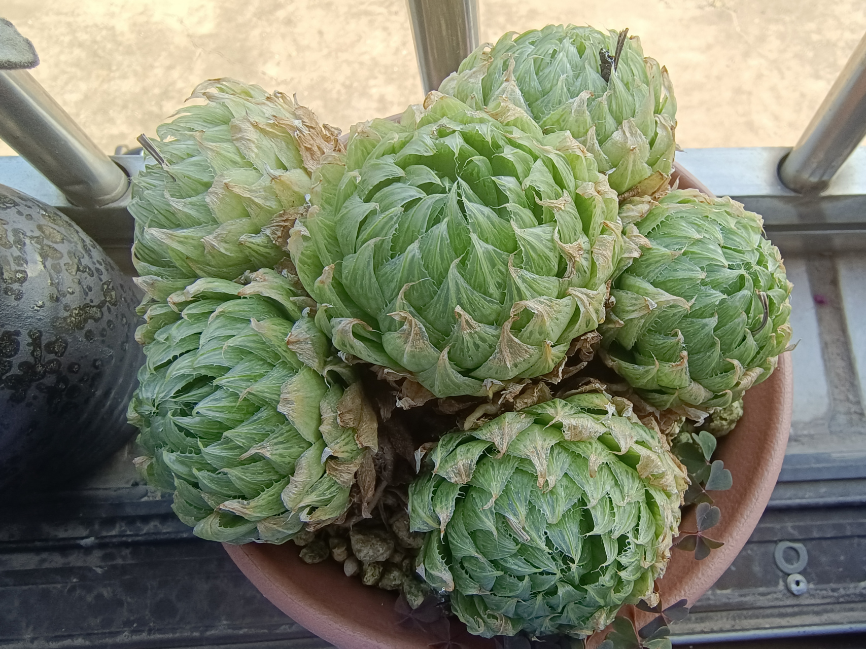 原本绿油油的樱水晶快晒成干了