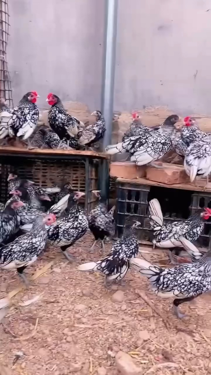 线条优美犹如水墨丹青般观赏鸡品种波兰鸡