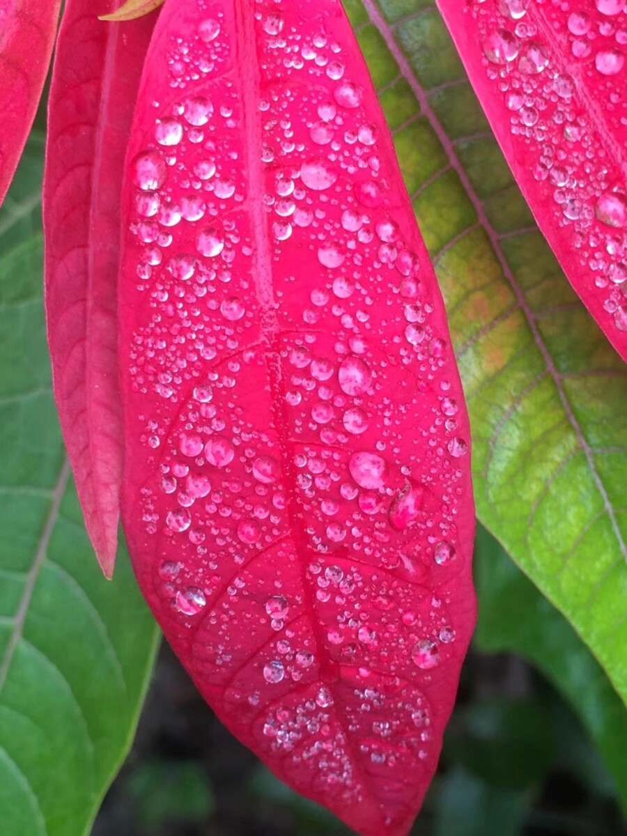 露珠中的花朵