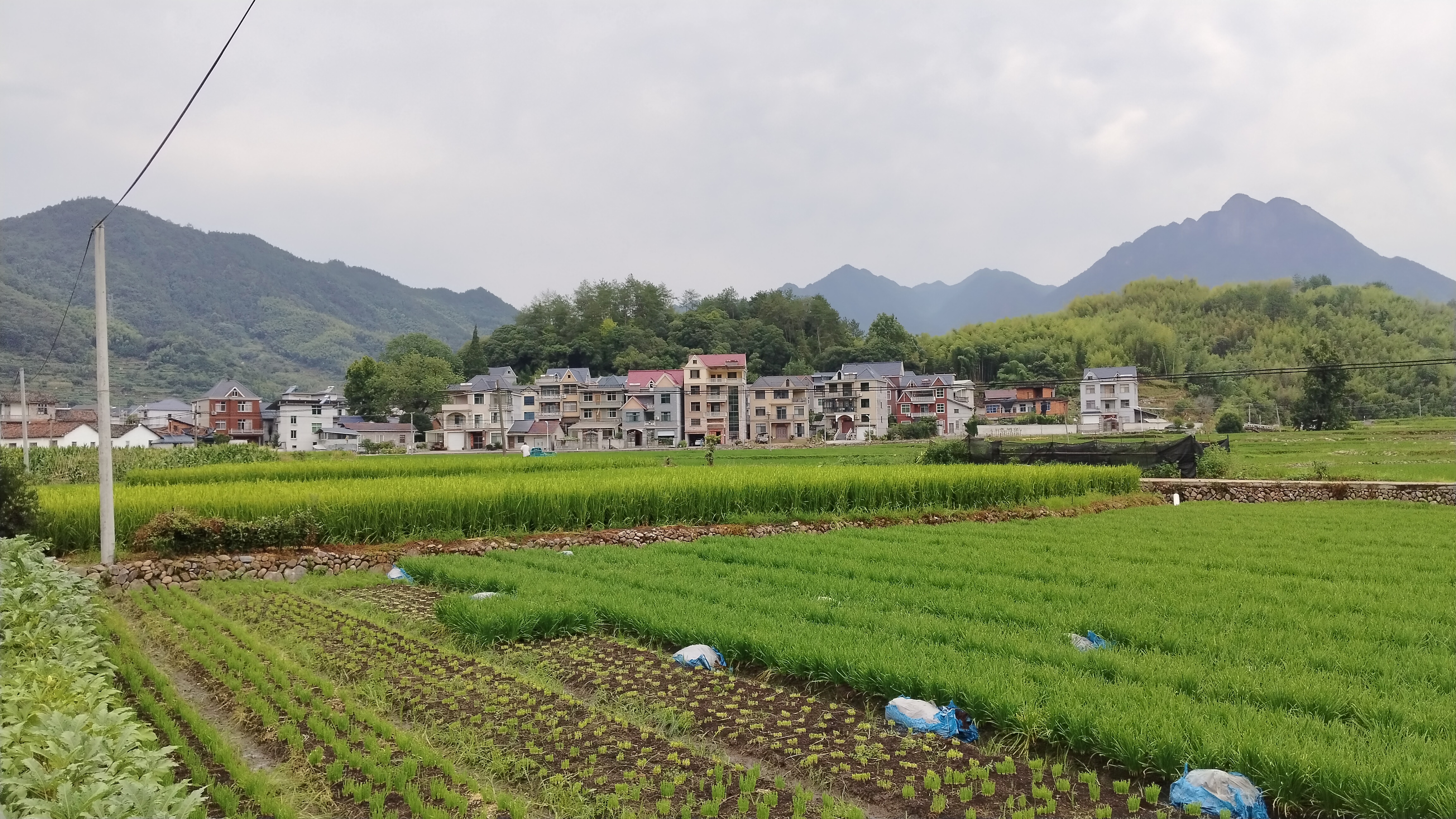 丽水市遂昌县天气在线