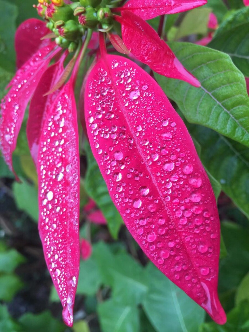 带露珠的花的真实图片图片