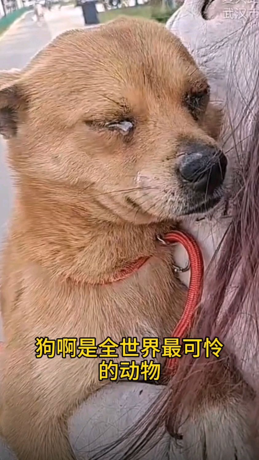 狗是全世界最可怜的动物