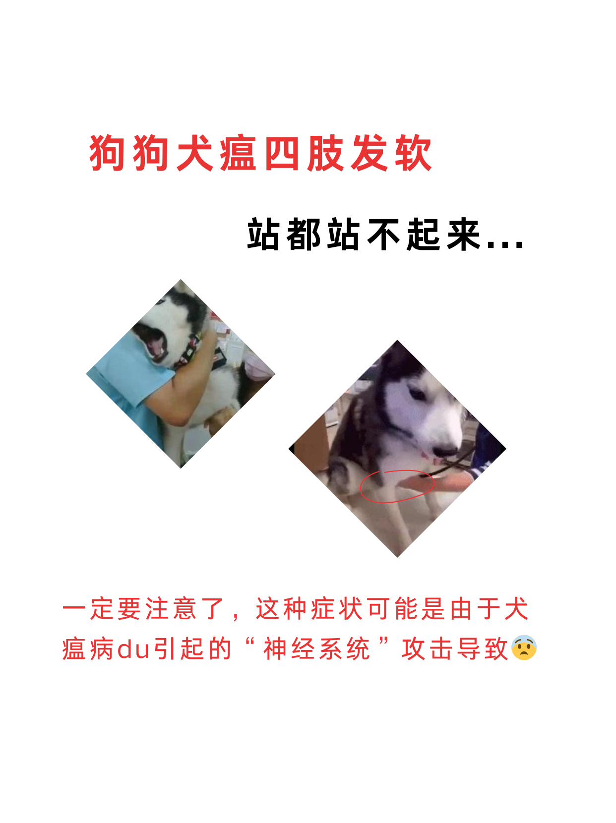 狗狗得犬瘟的症状图片图片