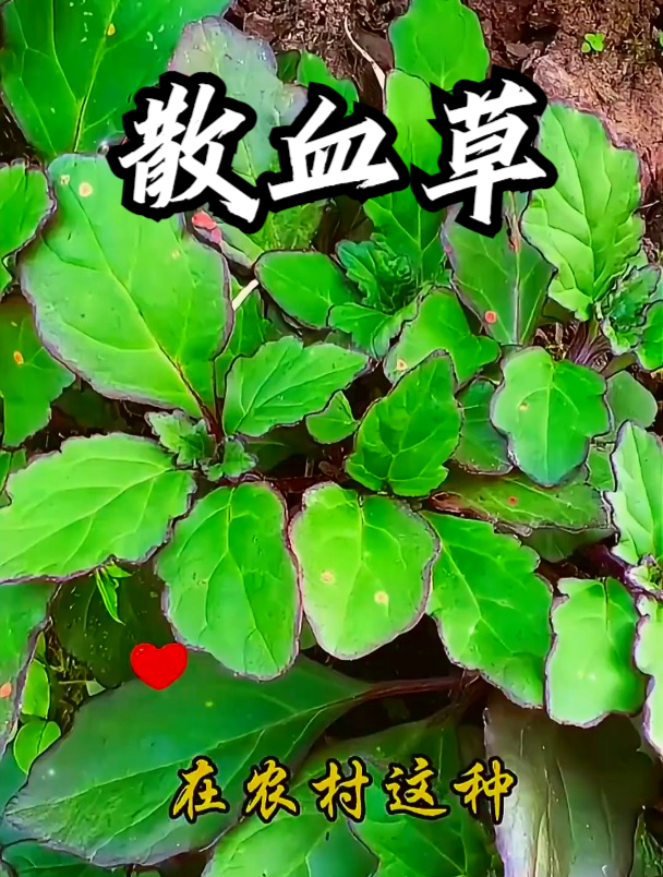 散血草学名筋骨草,把它捣烂外敷,可以缓解跌打损伤