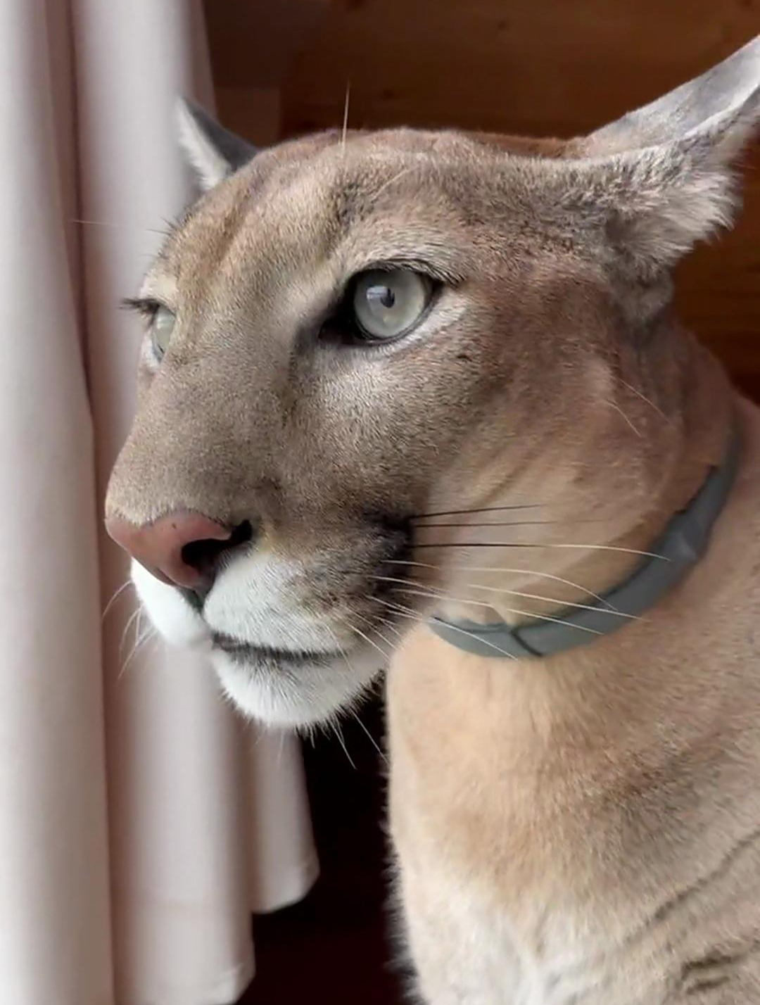 8岁家养美洲狮:"狮"考猫生