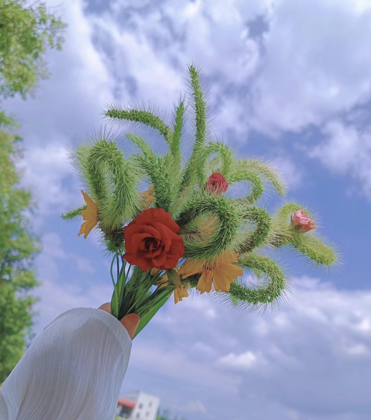 那一束狗尾巴草,那一束狗尾巴草全集在线 那一束狗尾巴草,那一束狗尾巴草全集在线