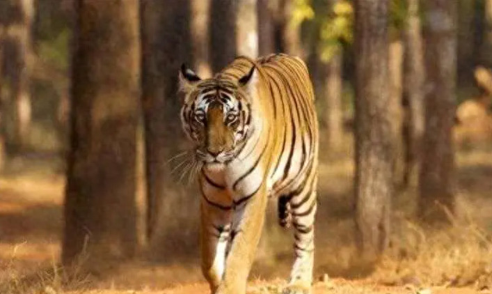 揭秘古代皇权下的自然奇观:汉朝狮虎斗——力量与勇气的终极较量