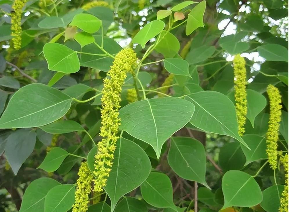 木辣子树的样子图片