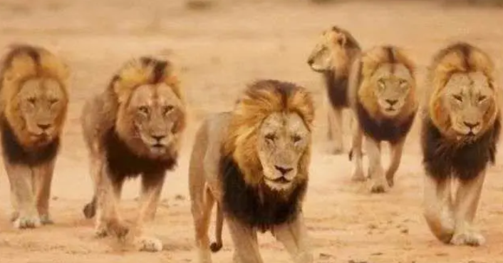 揭秘古代皇权下的自然奇观:汉朝狮虎斗——力量与勇气的终极较量