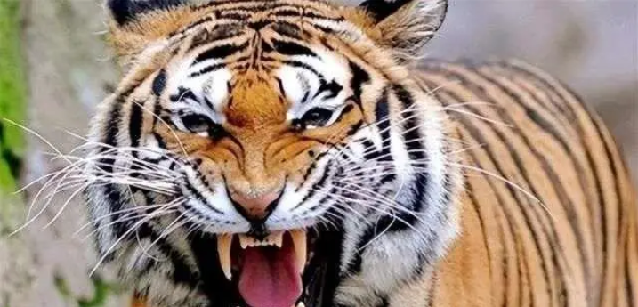 揭秘古代皇权下的自然奇观:汉朝狮虎斗——力量与勇气的终极较量