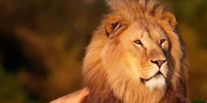 揭秘古代皇权下的自然奇观:汉朝狮虎斗——力量与勇气的终极较量