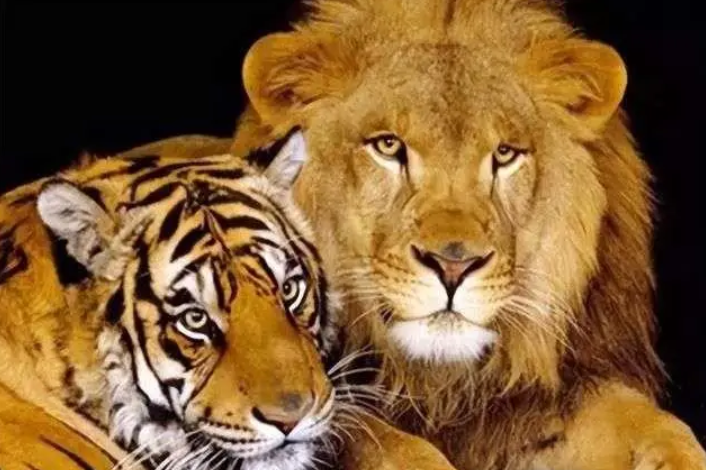 揭秘古代皇权下的自然奇观:汉朝狮虎斗——力量与勇气的终极较量